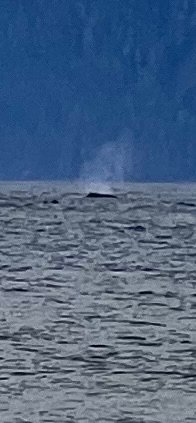 Megaptera novaeangliae