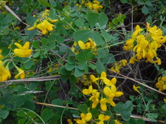 Hippocrepis emerus