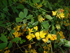 Hippocrepis emerus