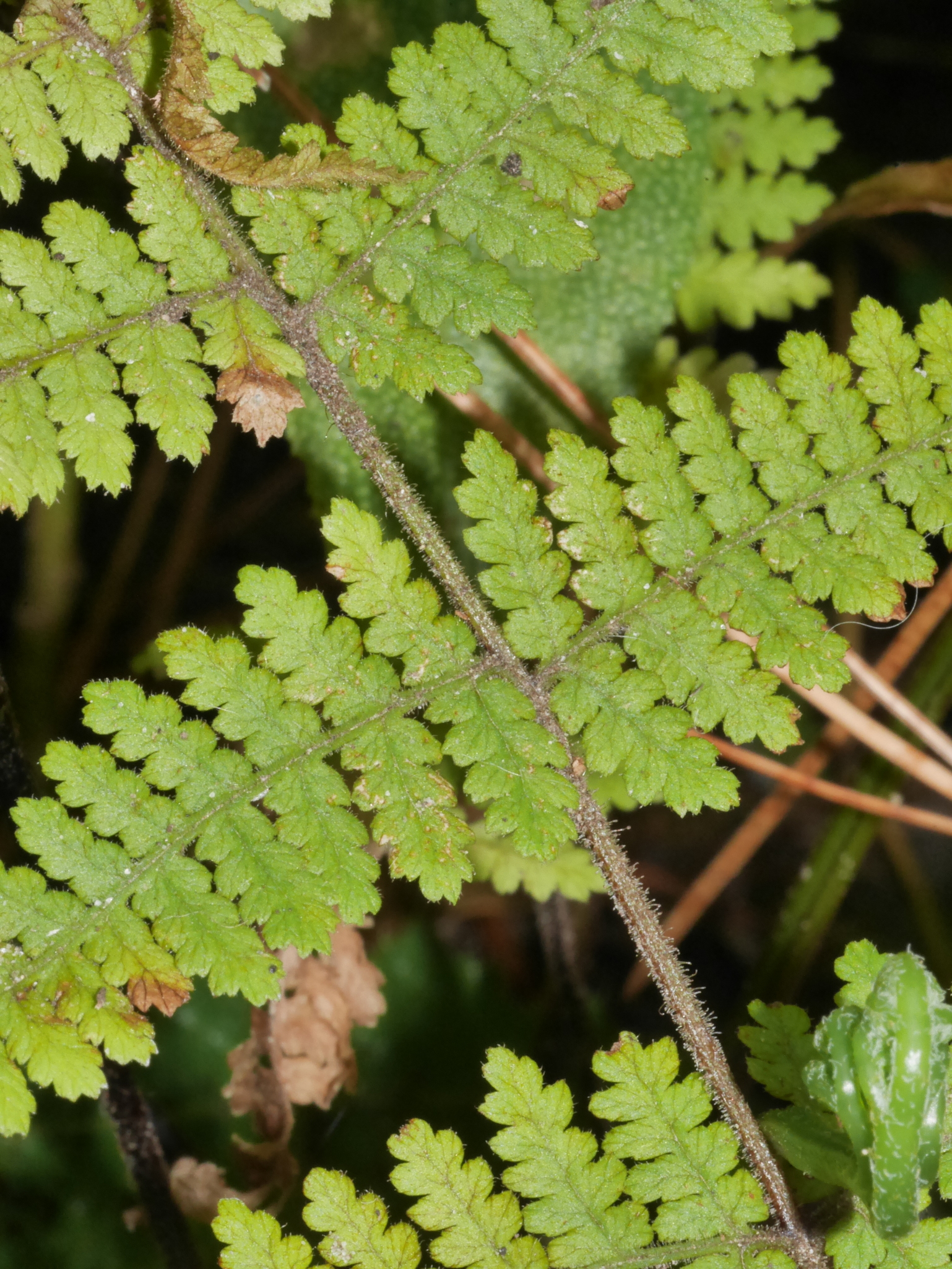 Hypolepis
