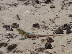 Liolaemus nigromaculatus