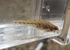 Etheostoma proeliare