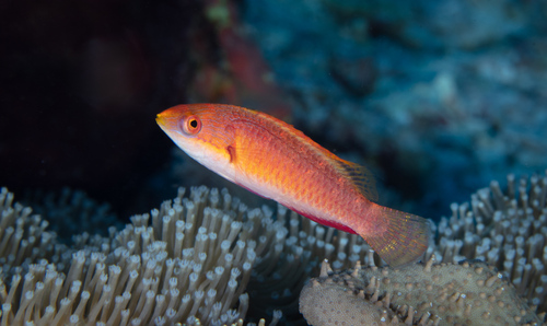 Tono's fairy wrasse (Cirrhilabrus tonozukai) — Labridae — 4