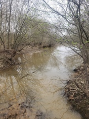 Etheostoma proeliare
