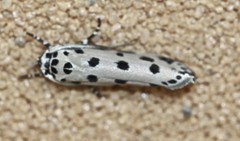 Ethmia sphaerosticha