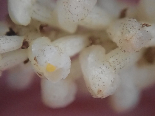 Image of Wullschlaegelia aphylla by no rights reserved
