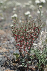 Eriogonum nidularium