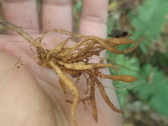 Wullschlaegelia aphylla