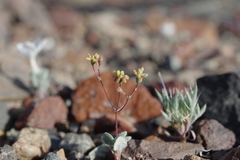 Eriogonum reniforme
