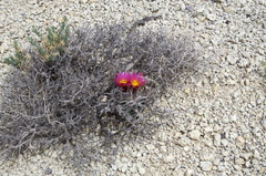 Sclerocactus nyensis