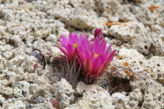 Sclerocactus nyensis