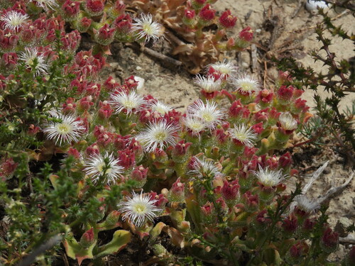 iNaturalist observation photo of Crystalline ice plant