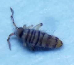 Entomobrya nigrocincta