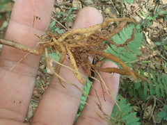 Wullschlaegelia aphylla