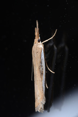 Orocrambus flexuosellus