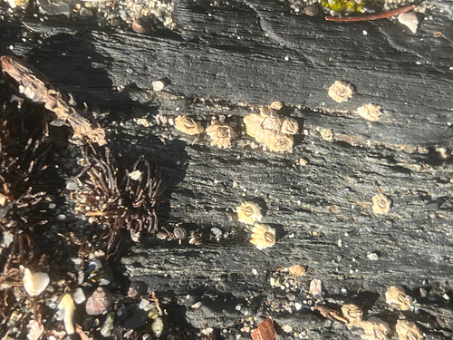 Semibalanus balanoides