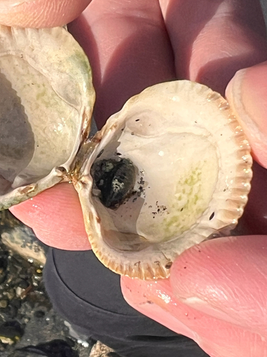 Gnorimosphaeroma oregonense