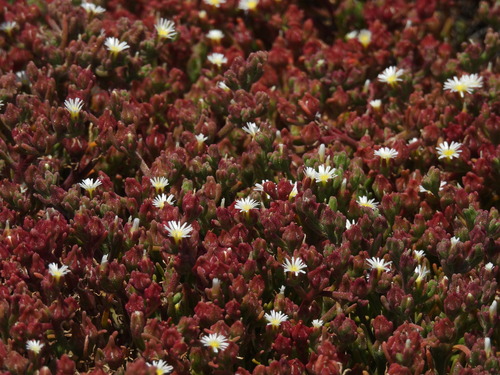 iNaturalist observation photo of Slender Iceplant