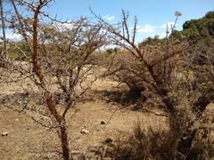 Vachellia drepanolobium