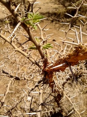 Vachellia drepanolobium