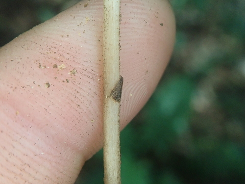 Image of Wullschlaegelia aphylla by no rights reserved