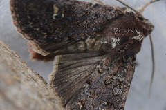 Ichneutica agorastis