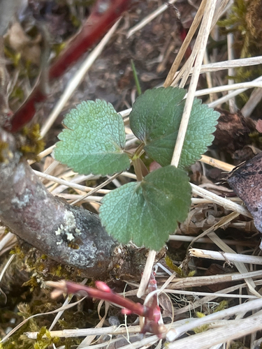 Ligusticum scothicum