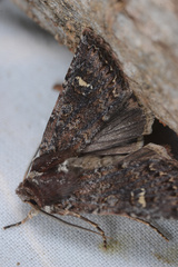 Ichneutica agorastis