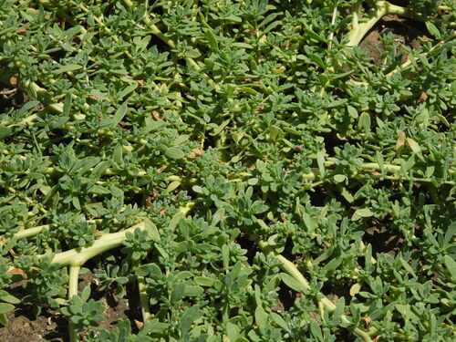 iNaturalist observation photo of Fivehorn smotherweed