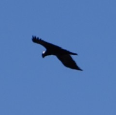 Corvus crassirostris