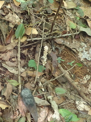 Wullschlaegelia aphylla