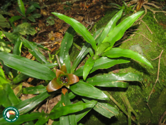 Nidularium longiflorum