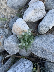 Cryptantha barbigera