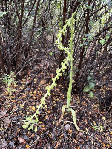 Platanthera cooperi, 2026-04-26