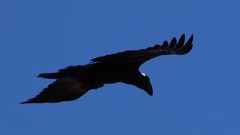 Corvus crassirostris