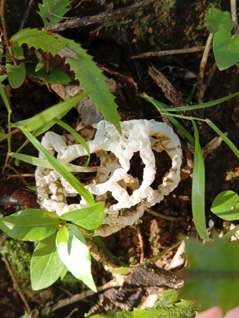 Ileodictyon cibarium · April 2026 · photo: © esthercocker_ (iNaturalist, cc0)