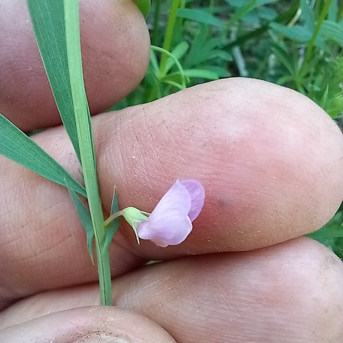 Lathyrus inconspicuus, photograph 2