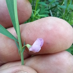 Lathyrus inconspicuus, photograph Alexander Dubynin, CC BY, iNaturalist via GBIF
