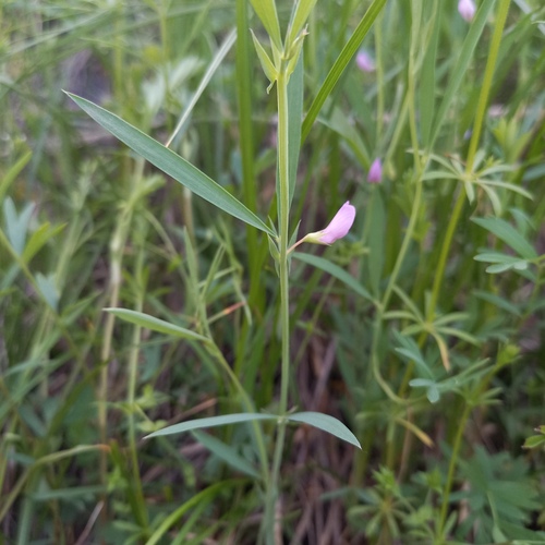 Lathyrus inconspicuus iNat (1)