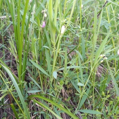 Lathyrus inconspicuus, photograph Alexander Dubynin, CC BY, iNaturalist via GBIF