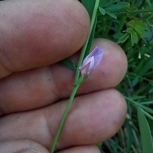 Lathyrus inconspicuus, photograph 3