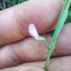 Lathyrus inconspicuus, photograph Alexander Dubynin, CC BY, iNaturalist via GBIF