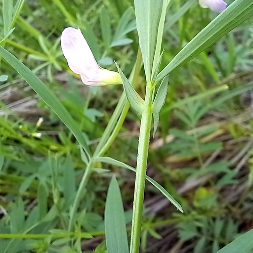 Lathyrus inconspicuus, photograph 5