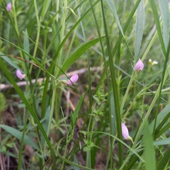 Lathyrus inconspicuus, photograph Alexander Dubynin, CC BY, iNaturalist via GBIF