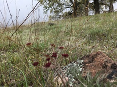 Lomatium hooveri