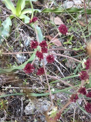 Lomatium hooveri