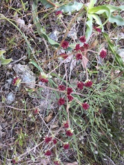 Lomatium hooveri