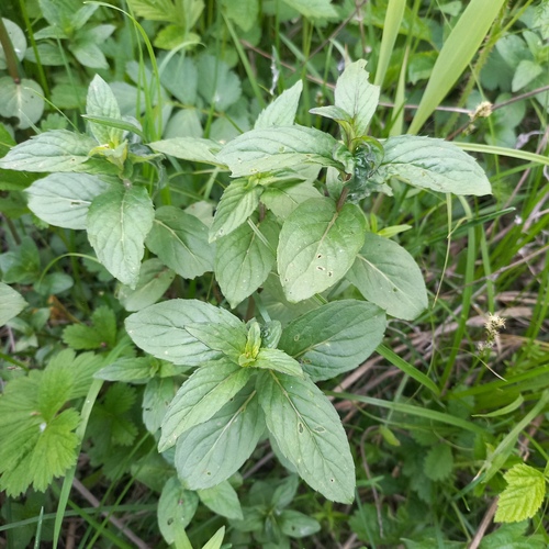 European corn mint