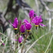 Primula conjugens - Photo (c) Janel Johnson, algunos derechos reservados (CC BY), subido por Janel Johnson