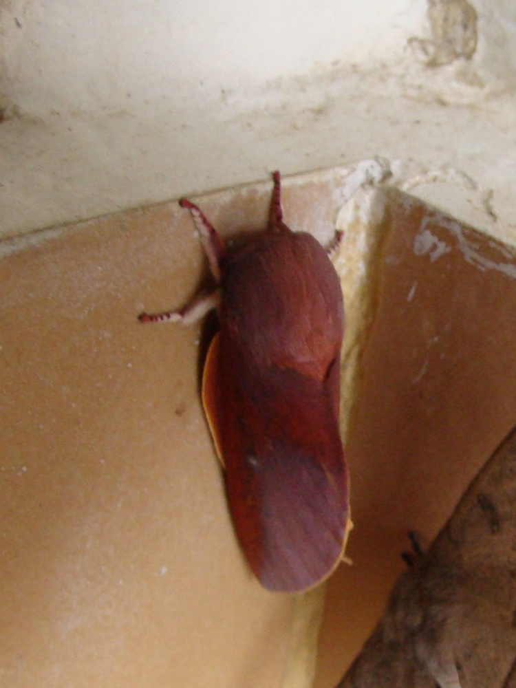 Almeidella almeidai